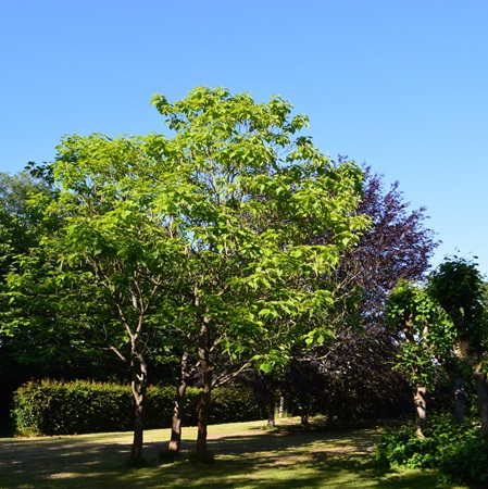 Hochdorfer Garten in Tating bei St. Peter-Ording, Nordseehalbinsel Eiderstedt