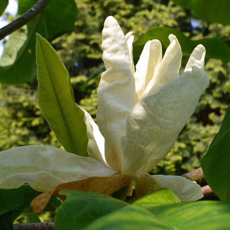 Hochdorfer Garten in Tating bei St. Peter-Ording, Nordseehalbinsel Eiderstedt